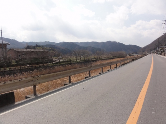 桜の見える川沿いの道