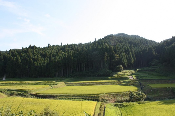 青山　逆柳
