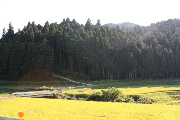 青山　逆柳