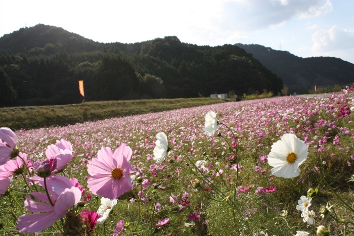 川北　コスモス畑