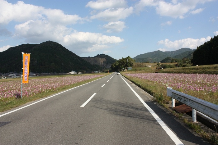 川北　コスモス畑