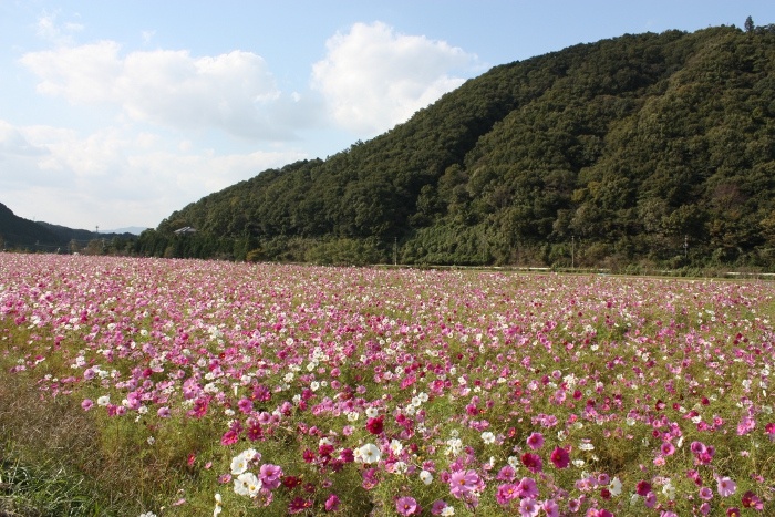 川北　コスモス畑