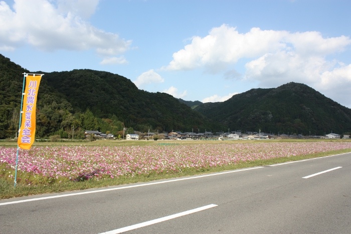 川北　コスモス畑
