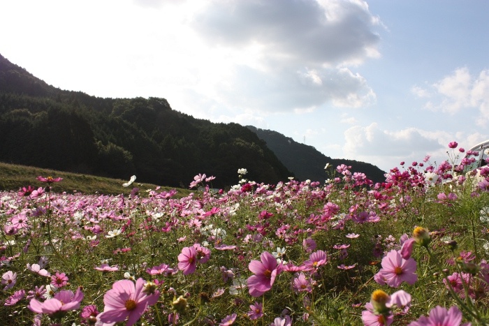 川北　コスモス畑