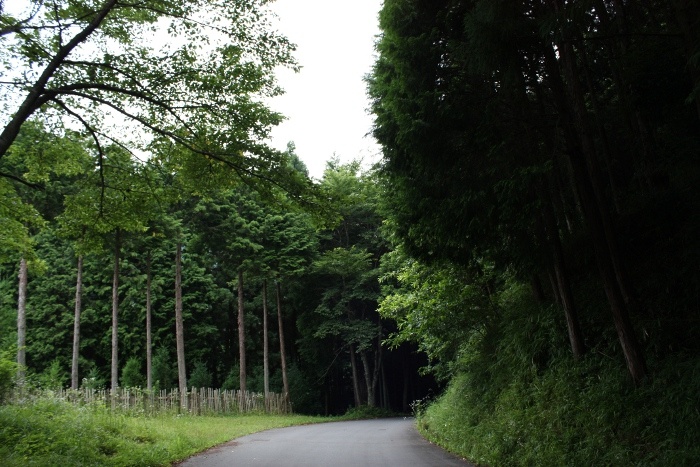 三国越林道