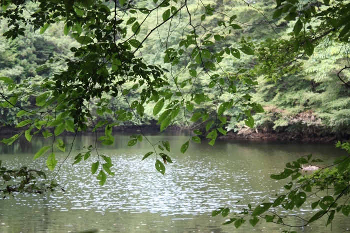 床並ダム　渓流