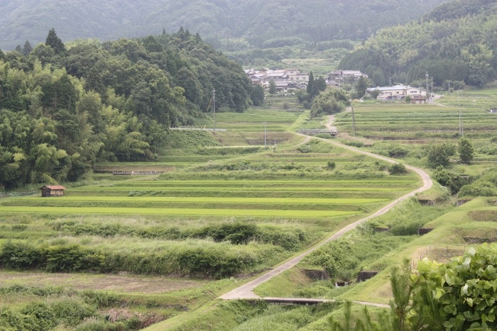 西山　田んぼ