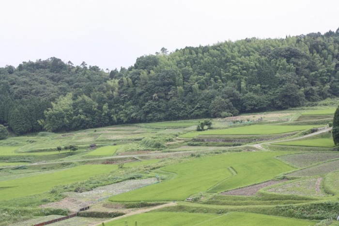 西山　田んぼ