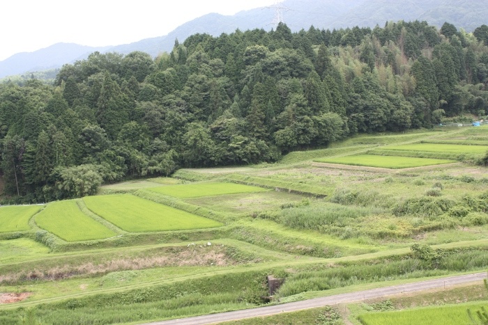 西山　田んぼ