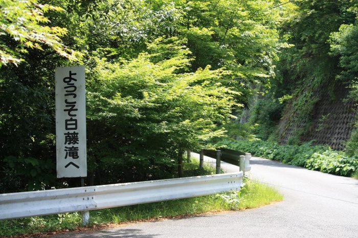 白藤滝