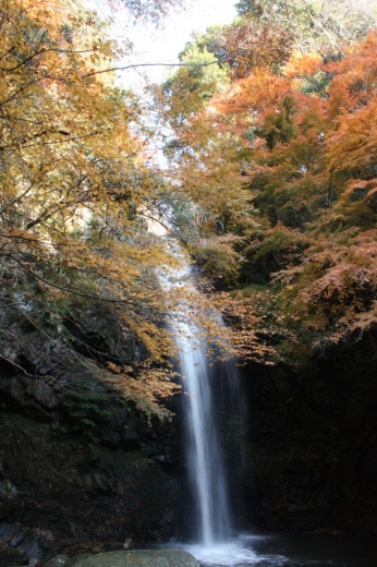 白藤滝