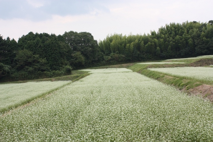 川上　そば畑