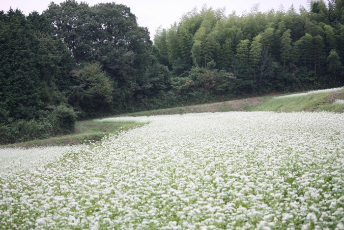 川上　そば畑
