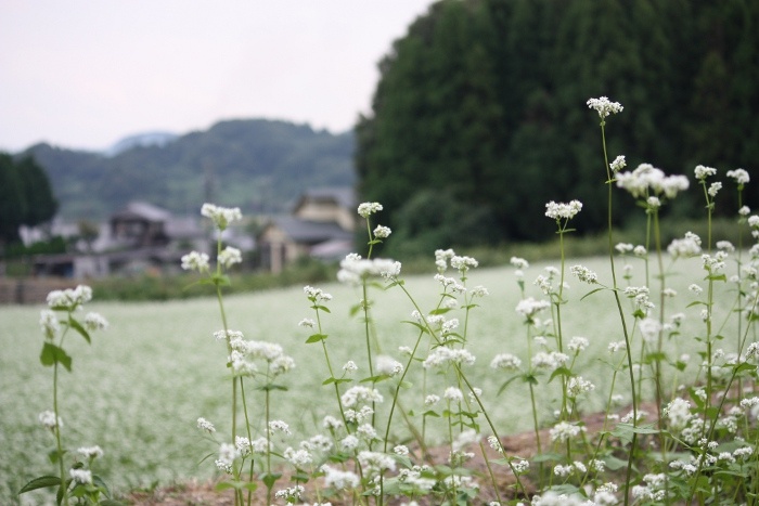 川上　そば畑