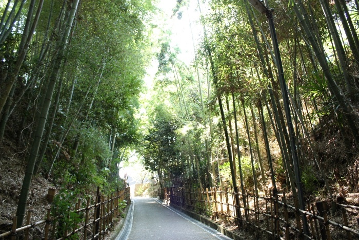 竹の道