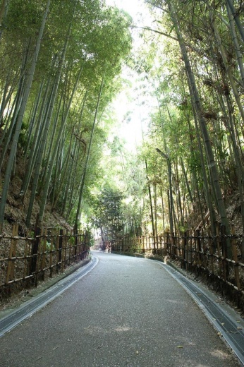 竹の道
