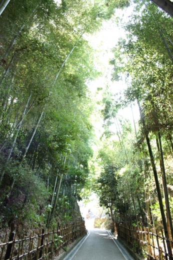 竹の道