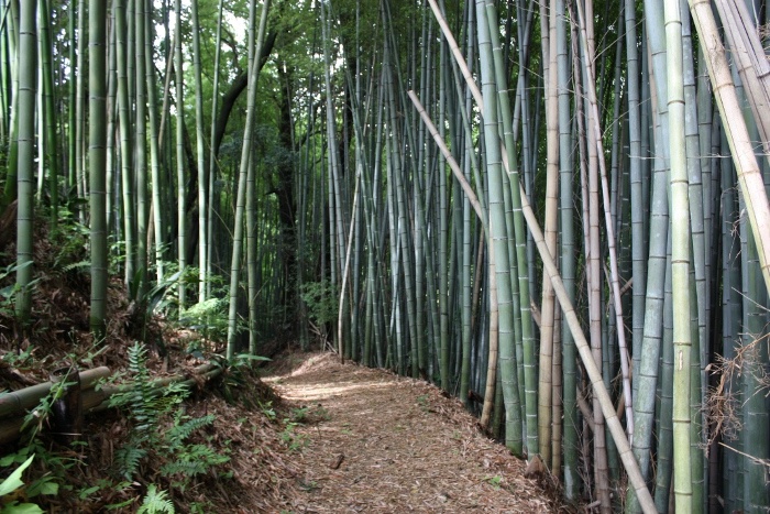 和銅の道
