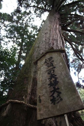 諏訪（すわ）神社